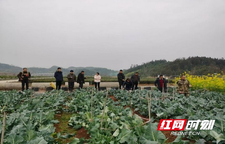 送技到田间 省市专家为怀化蔬菜产业高质量发展开良方
