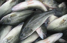 农业科普 | 春季加州鲈养殖指南 专家详解五大类病害防控要点