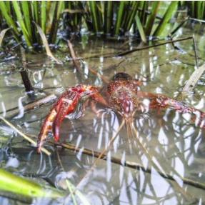 农业科普 | 农技专家支招“过腹还田”六大关键操作