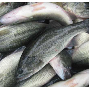 农业科普 | 春季加州鲈养殖指南 专家详解五大类病害防控要点