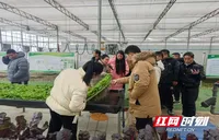 永州市组织蔬菜经营主体赴湘潭开展跨区实训，以学促干赋能蔬菜产业高质量发展