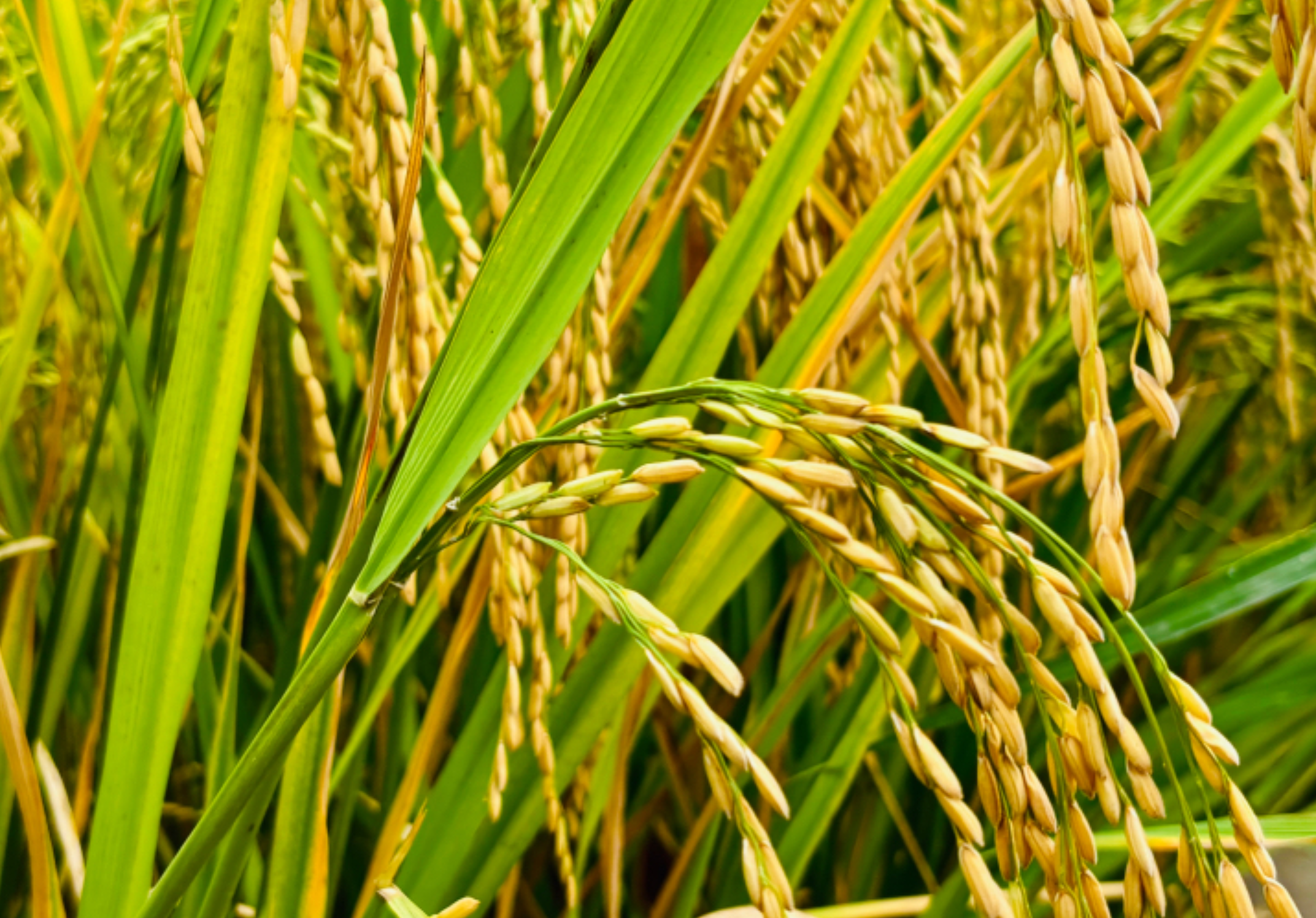 这个“211”值得搞!湖南出台“十条措施”鼓励适度规模种粮模式