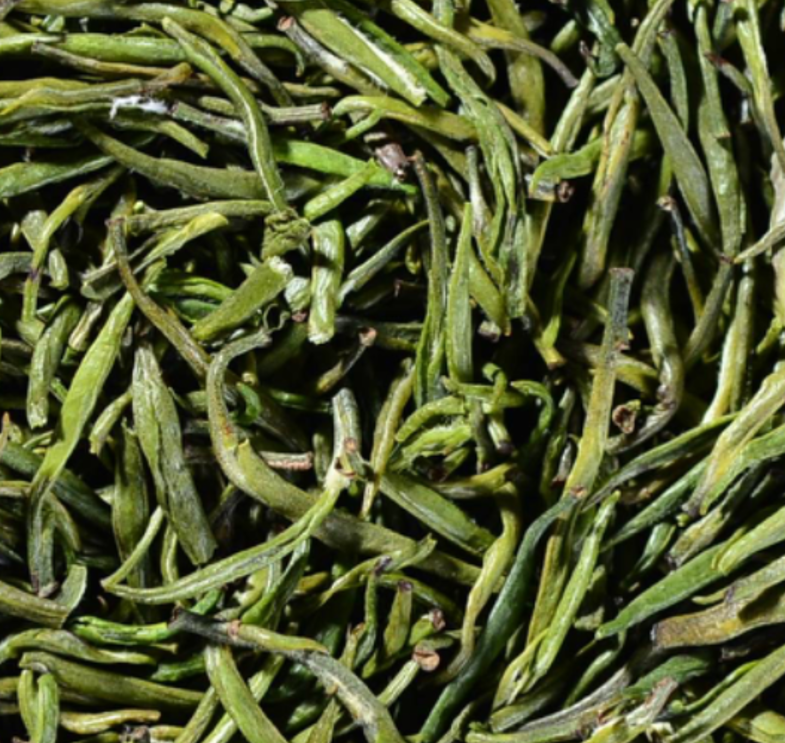 湖南省茶叶产业技术体系发布技术指导意见 指导茶园应对持续阴雨天气