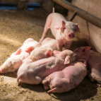 应对持续阴雨 筑牢生猪生产防线 湖南省生猪产业技术体系发布中小规模猪场生产指南