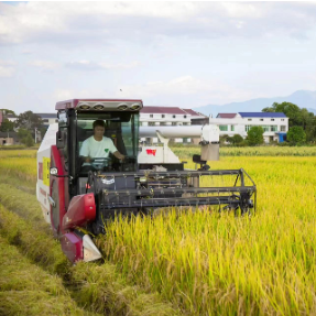 应对低温阴雨“五招”来了！湖南省水稻产业技术体系发布早稻育秧及病虫害防控技术意见