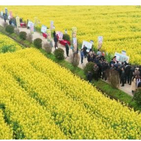 春耕开局，植保护航—— 湖南省植保植检站举办全省油菜病虫害防控技术培训