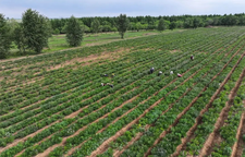 应对春夏持续降雨 湖南省中药材产业技术体系发布中药材春耕春管技术指导意见