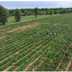 应对春夏持续降雨 湖南省中药材产业技术体系发布中药材春耕春管技术指导意见
