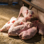 湖南农产品一周行情丨小龙虾批发价上涨近三成 猪牛羊肉均跌价