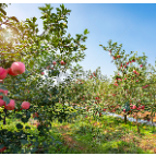 应对持续阴雨天气 湖南省水果产业技术体系发布果树授粉施药技术措施