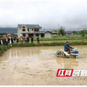 机械化护航制种：湖南靖州上演水稻制种“科技春耕图”