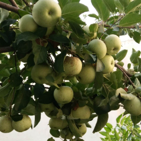 果树如何保花保果？湖南专家发布阴雨天果树管理技术指南