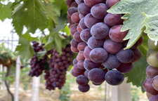 湖南省水果产业体系专家支招！阴雨天气葡萄生长科学管理措施