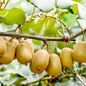 湖南省水果产业体系专家精准支招 护航猕猴桃保收