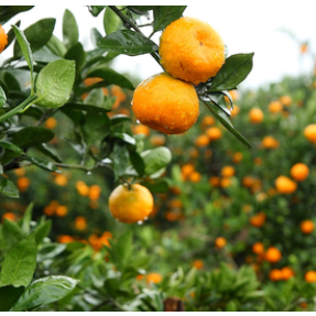 湖南农技部门发布阴雨天气柑橘生产应对措施 