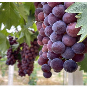 湖南省水果产业体系专家支招！阴雨天气葡萄生长科学管理措施