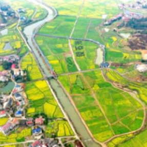 持续阴雨天气 湖南油菜生产专家发布应对技术措施