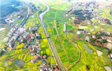 持续阴雨天气 湖南油菜生产专家发布应对技术措施