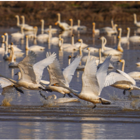 和美乡村去哪游 |  湘村春正好②环洞庭湖“湿地观鸟·纸鸢飞天”亲子之旅