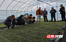 科技助农到田间地头 湖南蔬菜专家赴怀化服务春耕