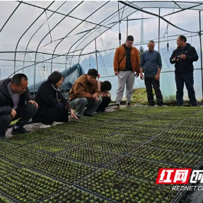 科技助农到田间地头 湖南蔬菜专家赴怀化服务春耕