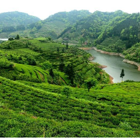 应对持续强降雨 湖南茶叶专家提出茶园防灾减灾系列技术建议