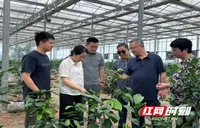 湖南农大三位“柑橘人”抖音“组团出道”，把实验室搬到果农手机上