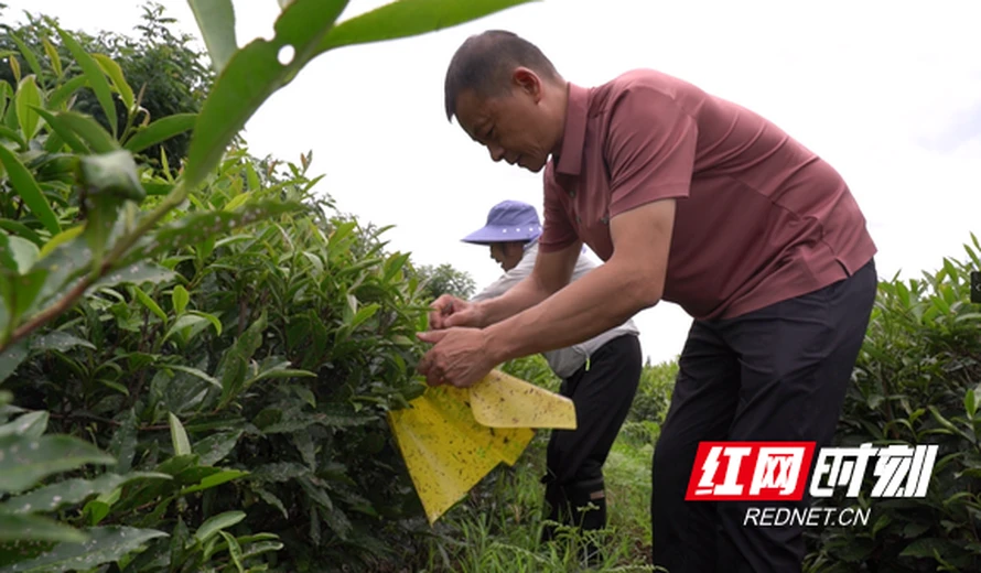 肖文波：一叶茶香 振兴乡梓