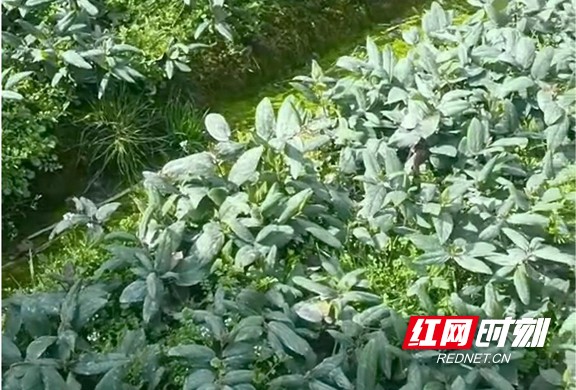 金银花.marked.jpg 金银花.marked.jpg