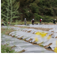 通道：侗嫂田间忙    不负春时光