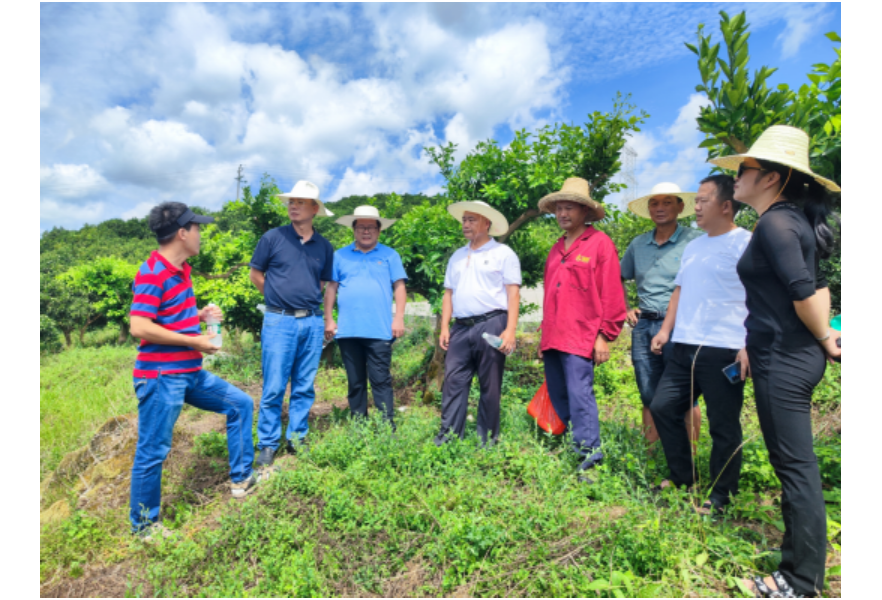 国家现代农业柑橘技术体系岗位科学家一行到洪江市指导柑橘产业