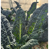 继板蓝根青菜后盒马再推一款“超级蔬菜”