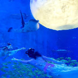 视频丨00后演员百次排练！湘江欢乐海洋水下“嫦娥奔月”点亮双节