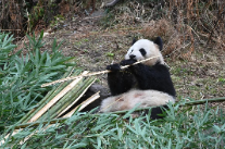 这么多大熊猫你分清了吗