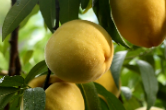 视频丨炎陵黄桃是炎陵人民的“脱贫桃”“致富桃”“振兴桃”