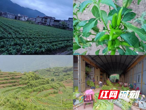 图片3_副本.png