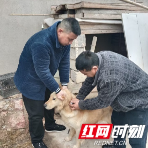 犬只1红网.jpg 犬只1红网.jpg