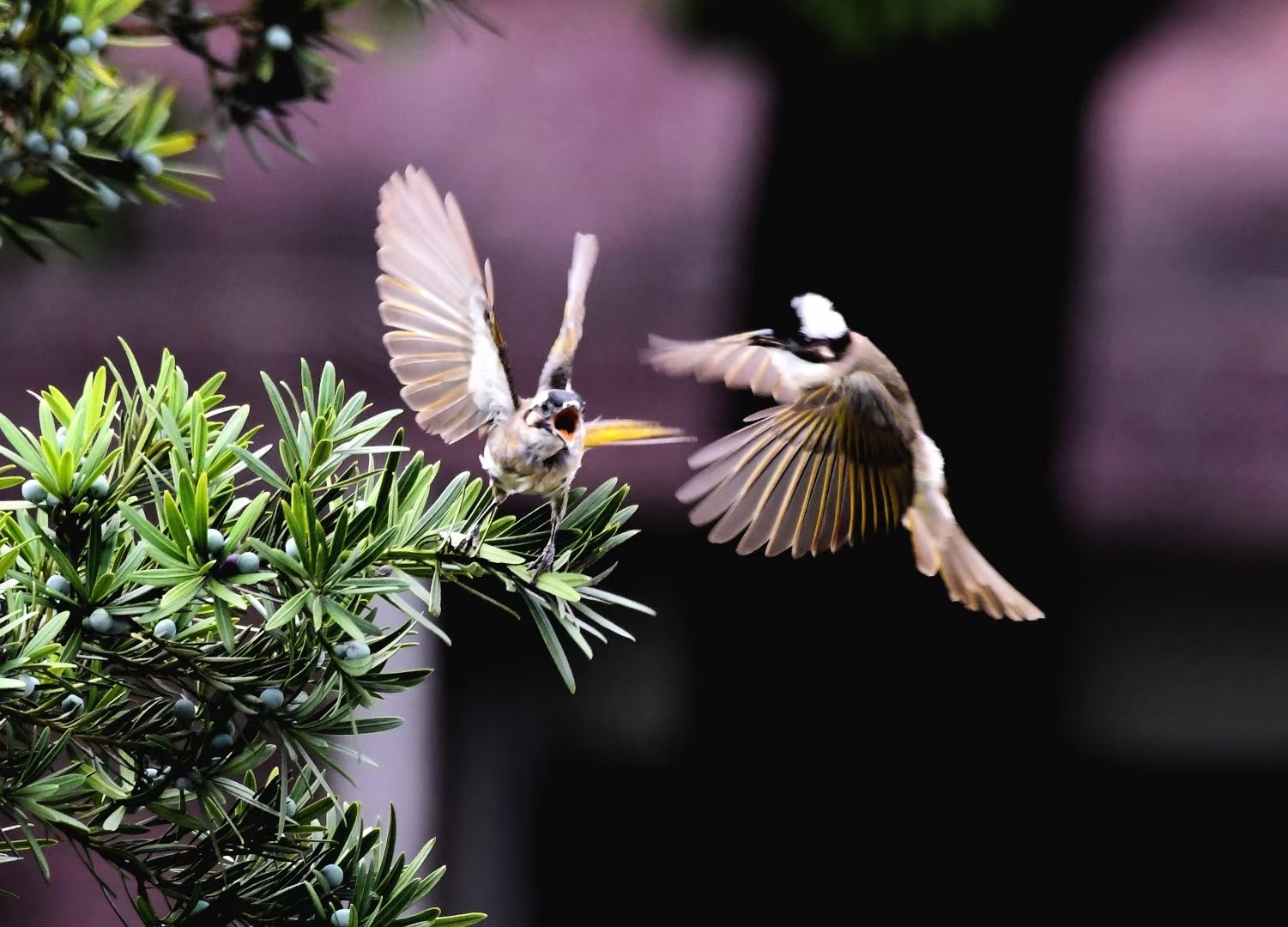 双峰:湿地生态美 鸟戏林间舞翩翩