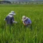 郴州农科所科田间指导助丰产
