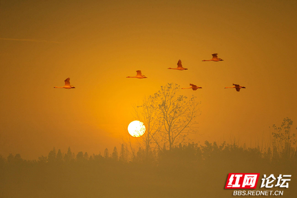 191026c8zoz08n59888haa_副本.jpg 191026c8zoz08n59888haa_副本.jpg