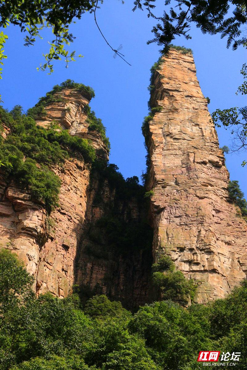 雄鹰护鞭.jpg 雄鹰护鞭.jpg