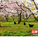 桃花源里，鸡犬相闻！益阳这个农庄的春天让人惊艳