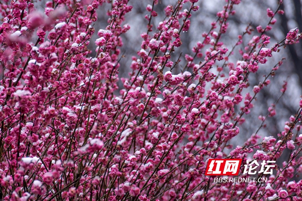 长沙各大公园初春花朵争奇斗艳 哪款是你的最爱