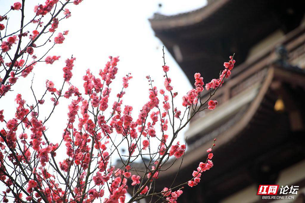 105604qsh5prjpr9q3h37q.jpg 105604qsh5prjpr9q3h37q.jpg