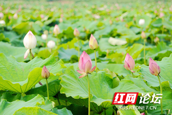 162254klmh449ohv1iphiv_副本.jpg