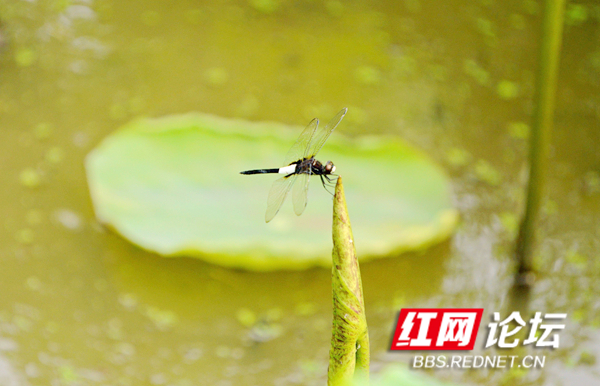 162306gqnzss3snnte7t32_副本.jpg