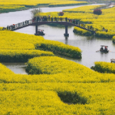 好评中国丨赏花经济如何破除“花期焦虑”？