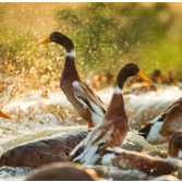 醴陵酱板鸭能“飞”多远?