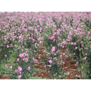 【初创组】张胜前