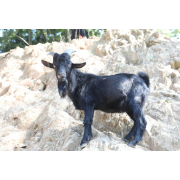 【初创组】余党清